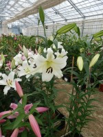 [5547 PO50 Euphoria No01.JPG]